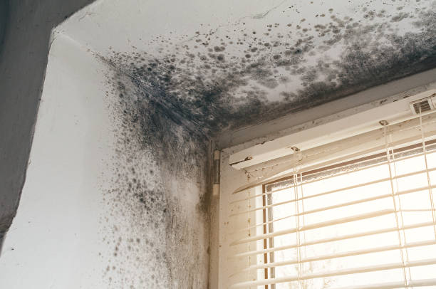 Affordable Mold Remediation solutions in Riner, VA